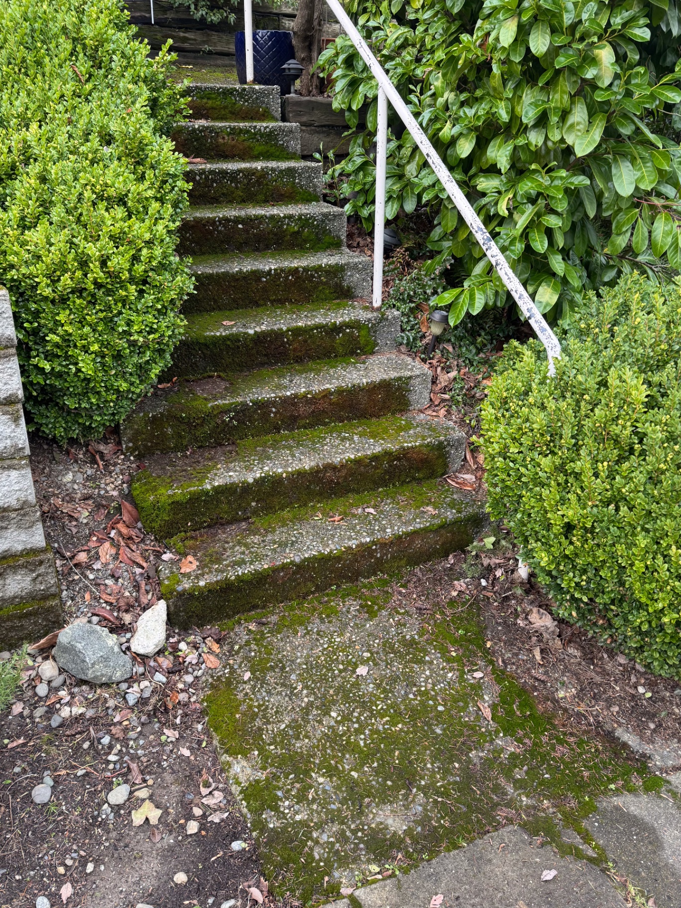 Mossy steps before pressure washing