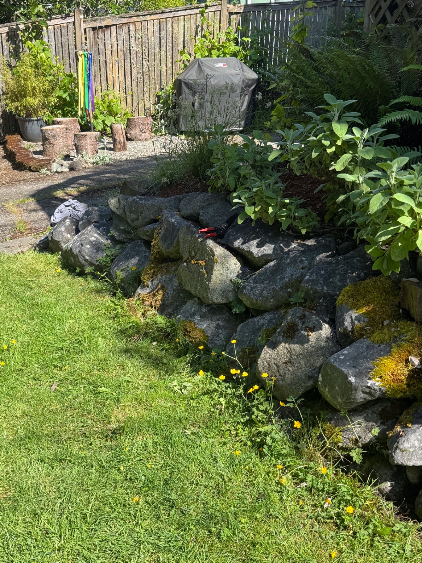 Overgrown yard before landscaping